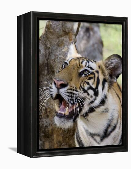 Indian Tiger (Bengal Tiger) (Panthera Tigris Tigris), Bandhavgarh National Park, India-Thorsten Milse-Framed Premier Image Canvas