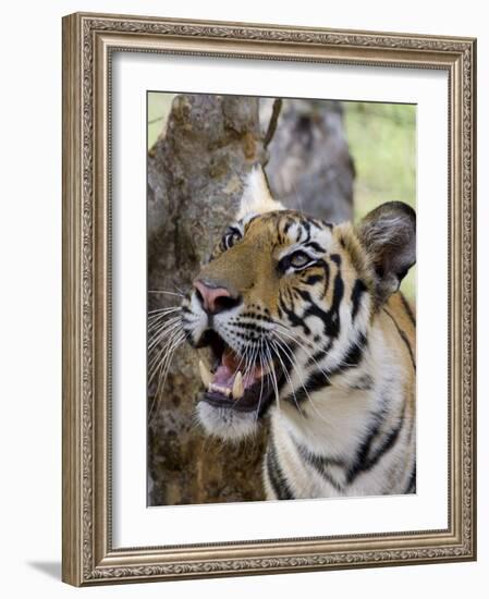 Indian Tiger (Bengal Tiger) (Panthera Tigris Tigris), Bandhavgarh National Park, India-Thorsten Milse-Framed Photographic Print