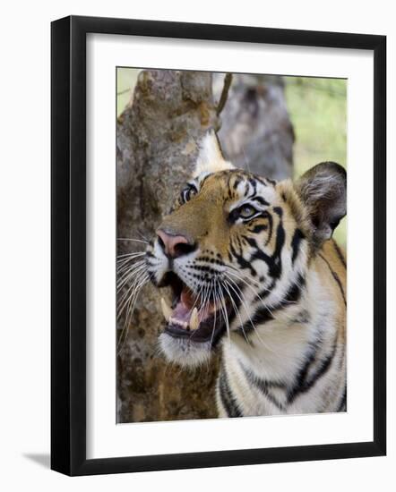 Indian Tiger (Bengal Tiger) (Panthera Tigris Tigris), Bandhavgarh National Park, India-Thorsten Milse-Framed Photographic Print