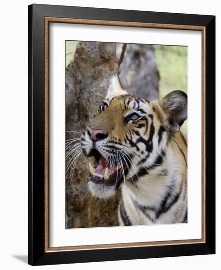 Indian Tiger (Bengal Tiger) (Panthera Tigris Tigris), Bandhavgarh National Park, India-Thorsten Milse-Framed Photographic Print