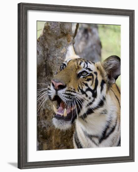 Indian Tiger (Bengal Tiger) (Panthera Tigris Tigris), Bandhavgarh National Park, India-Thorsten Milse-Framed Photographic Print