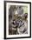 Indian Tiger (Bengal Tiger) (Panthera Tigris Tigris), Bandhavgarh National Park, India-Thorsten Milse-Framed Photographic Print