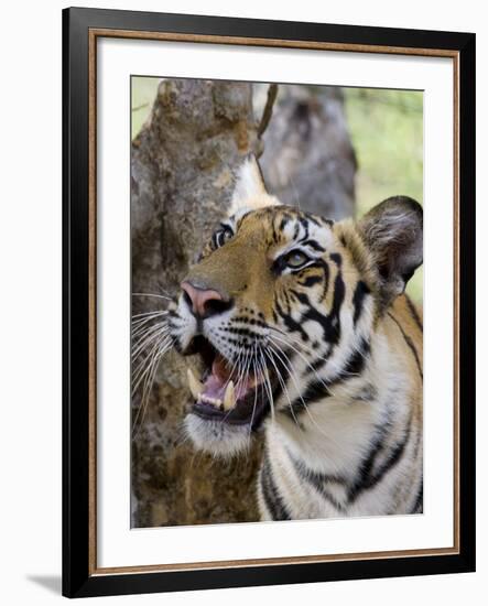 Indian Tiger (Bengal Tiger) (Panthera Tigris Tigris), Bandhavgarh National Park, India-Thorsten Milse-Framed Photographic Print