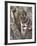 Indian Tiger (Bengal Tiger) (Panthera Tigris Tigris), Bandhavgarh National Park, India-Thorsten Milse-Framed Photographic Print