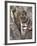 Indian Tiger (Bengal Tiger) (Panthera Tigris Tigris), Bandhavgarh National Park, India-Thorsten Milse-Framed Photographic Print