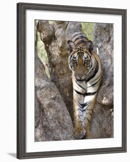 Indian Tiger (Bengal Tiger) (Panthera Tigris Tigris), Bandhavgarh National Park, India-Thorsten Milse-Framed Photographic Print