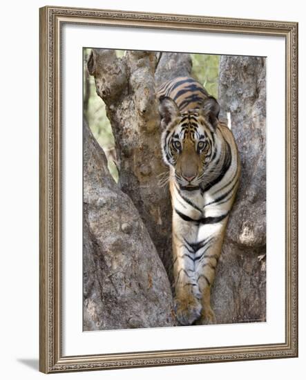 Indian Tiger (Bengal Tiger) (Panthera Tigris Tigris), Bandhavgarh National Park, India-Thorsten Milse-Framed Photographic Print