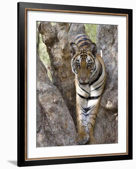 Indian Tiger (Bengal Tiger) (Panthera Tigris Tigris), Bandhavgarh National Park, India-Thorsten Milse-Framed Photographic Print