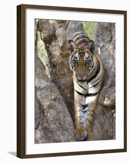 Indian Tiger (Bengal Tiger) (Panthera Tigris Tigris), Bandhavgarh National Park, India-Thorsten Milse-Framed Photographic Print