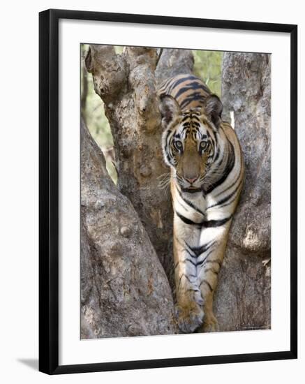 Indian Tiger (Bengal Tiger) (Panthera Tigris Tigris), Bandhavgarh National Park, India-Thorsten Milse-Framed Photographic Print