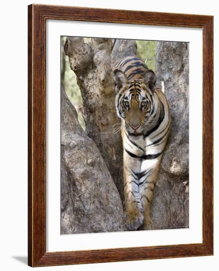Indian Tiger (Bengal Tiger) (Panthera Tigris Tigris), Bandhavgarh National Park, India-Thorsten Milse-Framed Photographic Print