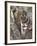 Indian Tiger (Bengal Tiger) (Panthera Tigris Tigris), Bandhavgarh National Park, India-Thorsten Milse-Framed Photographic Print