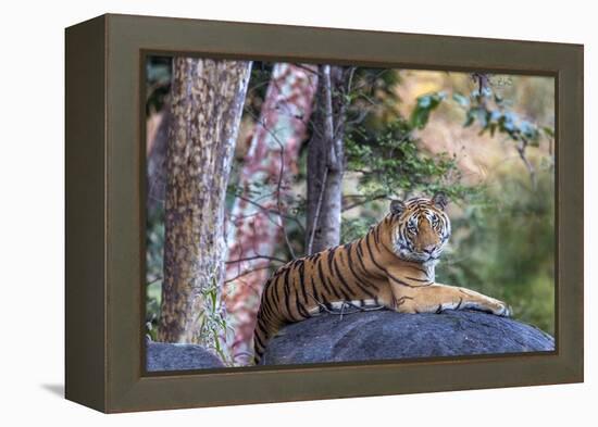 Indian tiger, Madya Pradesh, India-Art Wolfe Wolfe-Framed Premier Image Canvas