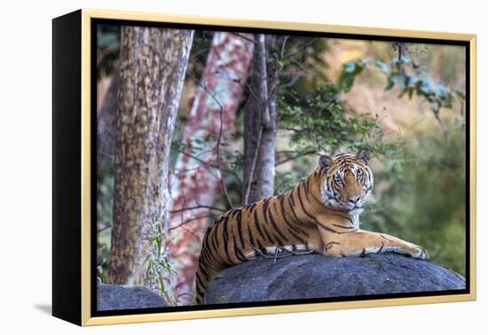 Indian tiger, Madya Pradesh, India-Art Wolfe Wolfe-Framed Premier Image Canvas