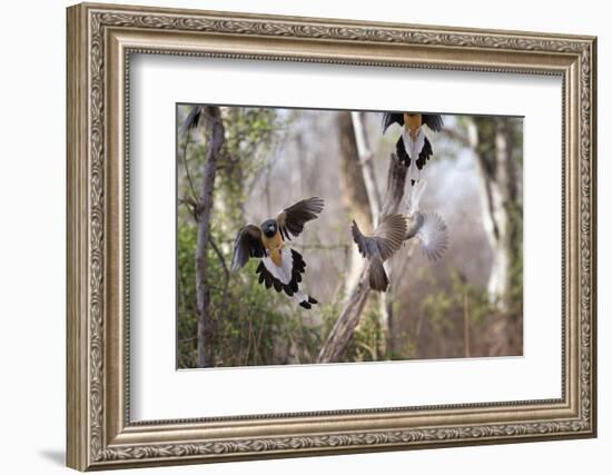 Indian Tree-Pie, Ranthambhore National Park, Rajasthan, India, Asia-Janette Hill-Framed Photographic Print
