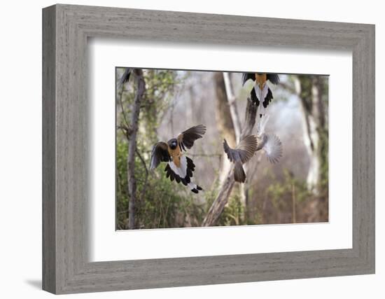 Indian Tree-Pie, Ranthambhore National Park, Rajasthan, India, Asia-Janette Hill-Framed Photographic Print