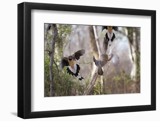 Indian Tree-Pie, Ranthambhore National Park, Rajasthan, India, Asia-Janette Hill-Framed Photographic Print