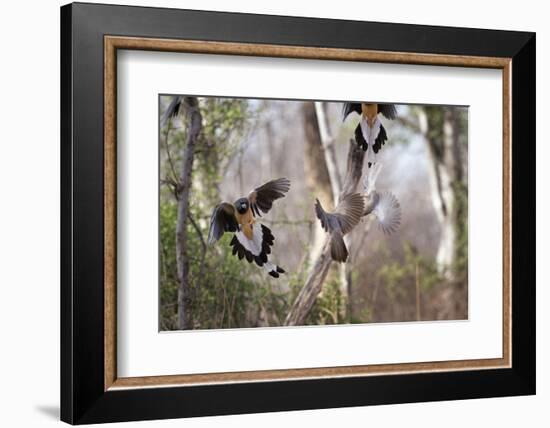 Indian Tree-Pie, Ranthambhore National Park, Rajasthan, India, Asia-Janette Hill-Framed Photographic Print