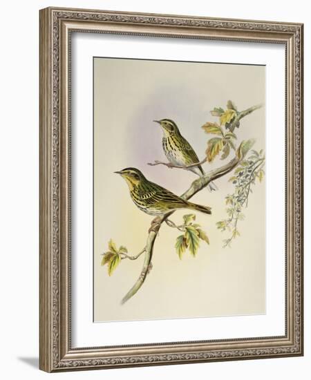 Indian Tree-Pipit (Pipastes Agilis)-John Gould-Framed Giclee Print