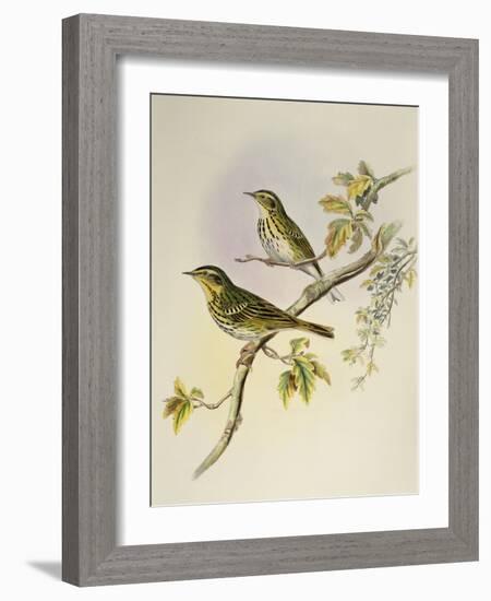 Indian Tree-Pipit (Pipastes Agilis)-John Gould-Framed Giclee Print