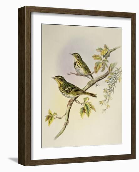 Indian Tree-Pipit (Pipastes Agilis)-John Gould-Framed Giclee Print