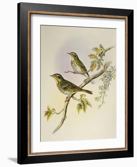 Indian Tree-Pipit (Pipastes Agilis)-John Gould-Framed Giclee Print