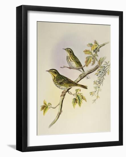 Indian Tree-Pipit (Pipastes Agilis)-John Gould-Framed Giclee Print