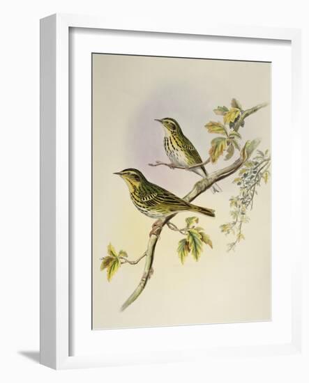 Indian Tree-Pipit (Pipastes Agilis)-John Gould-Framed Giclee Print