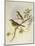 Indian Tree-Pipit (Pipastes Agilis)-John Gould-Mounted Giclee Print