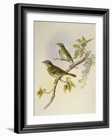 Indian Tree-Pipit (Pipastes Agilis)-John Gould-Framed Giclee Print