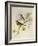 Indian Tree-Pipit (Pipastes Agilis)-John Gould-Framed Giclee Print