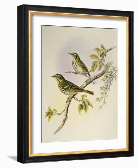 Indian Tree-Pipit (Pipastes Agilis)-John Gould-Framed Giclee Print