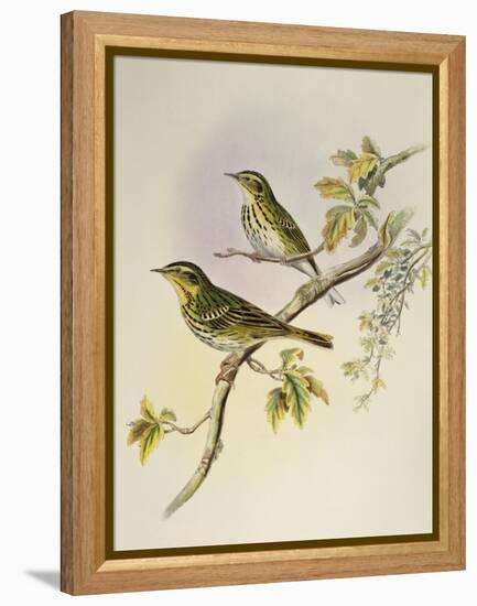 Indian Tree-Pipit (Pipastes Agilis)-John Gould-Framed Premier Image Canvas