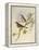 Indian Tree-Pipit (Pipastes Agilis)-John Gould-Framed Premier Image Canvas