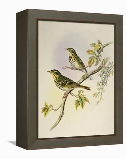 Indian Tree-Pipit (Pipastes Agilis)-John Gould-Framed Premier Image Canvas