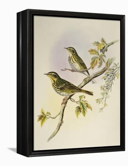 Indian Tree-Pipit (Pipastes Agilis)-John Gould-Framed Premier Image Canvas