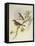 Indian Tree-Pipit (Pipastes Agilis)-John Gould-Framed Premier Image Canvas