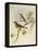 Indian Tree-Pipit (Pipastes Agilis)-John Gould-Framed Premier Image Canvas