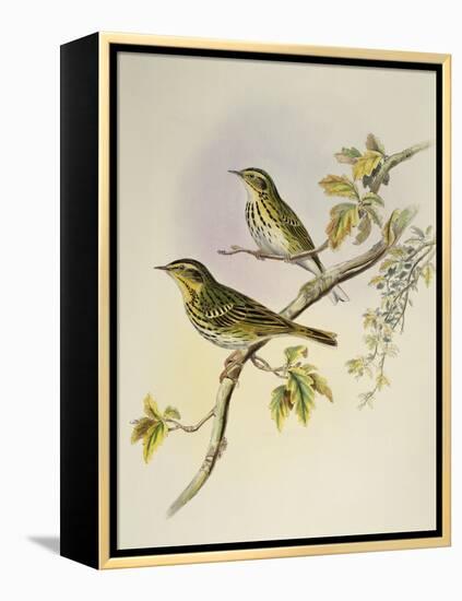 Indian Tree-Pipit (Pipastes Agilis)-John Gould-Framed Premier Image Canvas