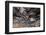 Indian Tunnel Lava Tube, Craters of the Moon National Monument-Alan Majchrowicz-Framed Photographic Print