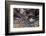 Indian Tunnel Lava Tube, Craters of the Moon National Monument-Alan Majchrowicz-Framed Photographic Print