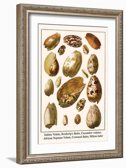 Indian Volute, Broderip's Baler, Cucumber Volutes, African Neptune Volute, Crowned Baler, etc.-Albertus Seba-Framed Art Print