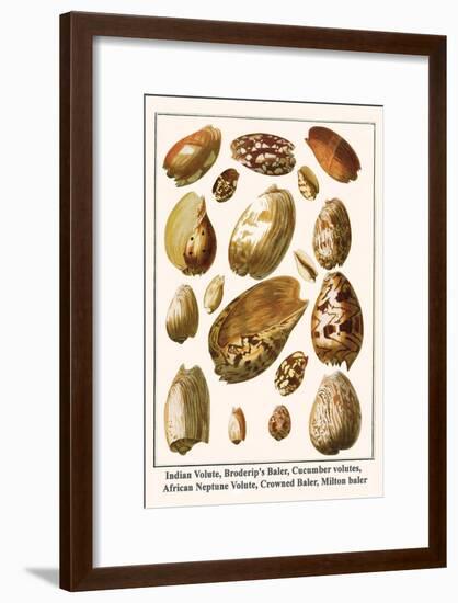 Indian Volute, Broderip's Baler, Cucumber Volutes, African Neptune Volute, Crowned Baler, etc.-Albertus Seba-Framed Art Print