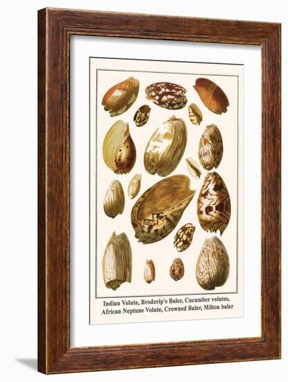 Indian Volute, Broderip's Baler, Cucumber Volutes, African Neptune Volute, Crowned Baler, etc.-Albertus Seba-Framed Art Print