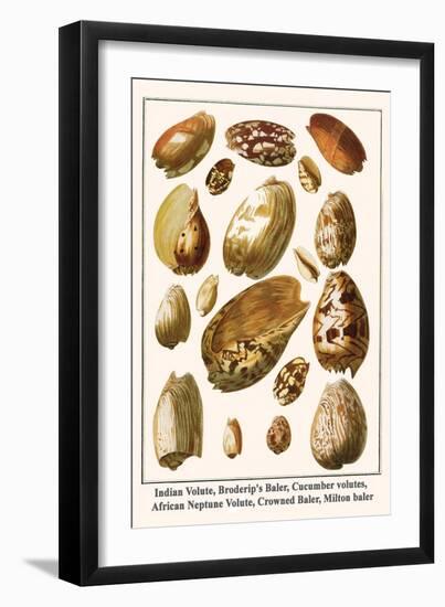 Indian Volute, Broderip's Baler, Cucumber Volutes, African Neptune Volute, Crowned Baler, etc.-Albertus Seba-Framed Art Print