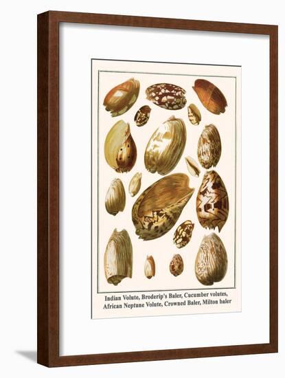 Indian Volute, Broderip's Baler, Cucumber Volutes, African Neptune Volute, Crowned Baler, etc.-Albertus Seba-Framed Art Print