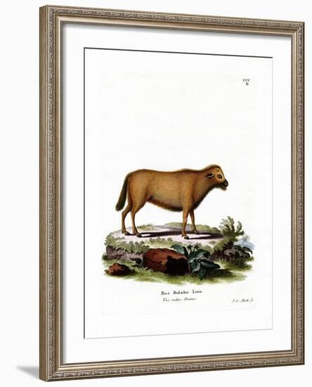 Indian Water Buffalo-null-Framed Giclee Print