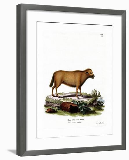 Indian Water Buffalo-null-Framed Giclee Print