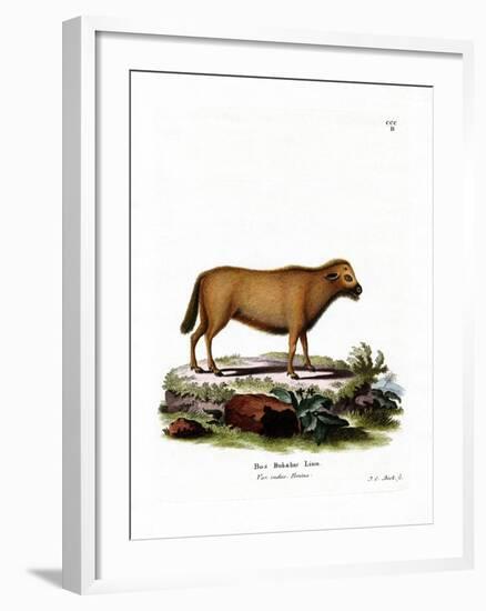 Indian Water Buffalo-null-Framed Giclee Print