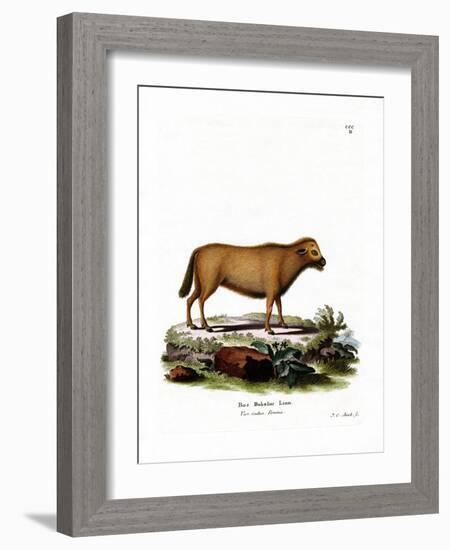 Indian Water Buffalo-null-Framed Giclee Print